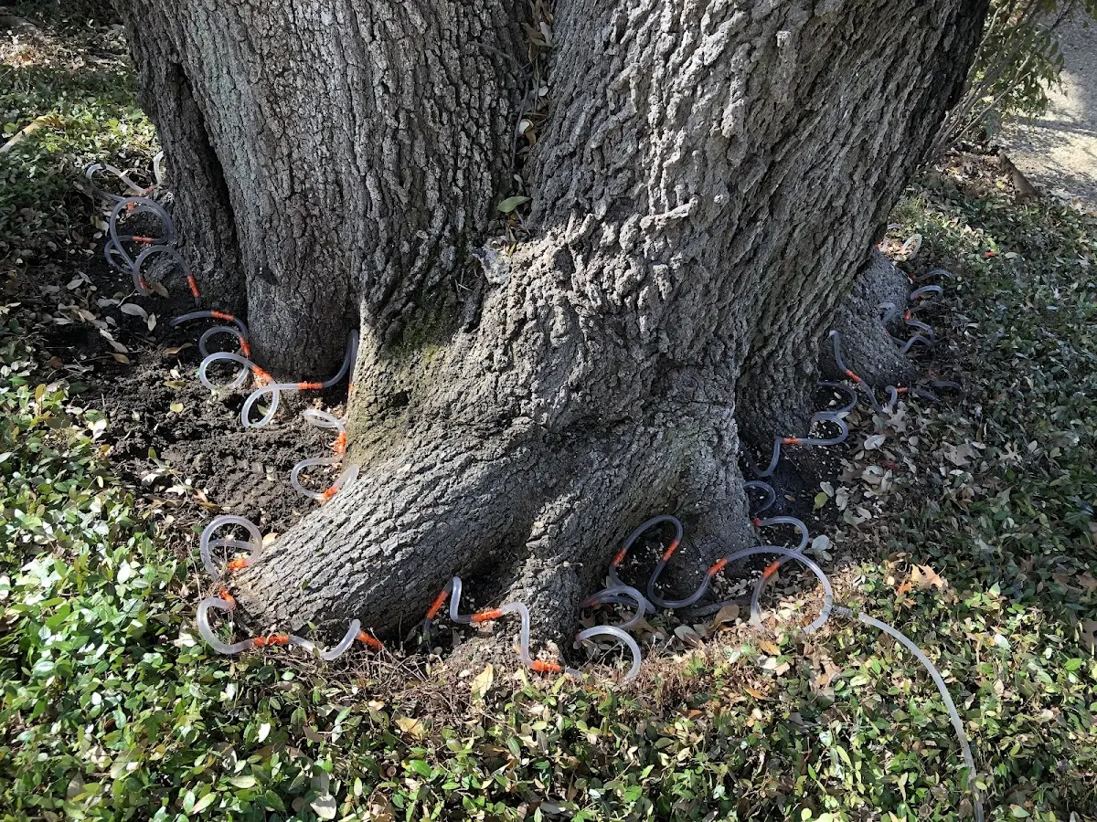 Detailed Tree Cabling and Bracing job site in Briggsville