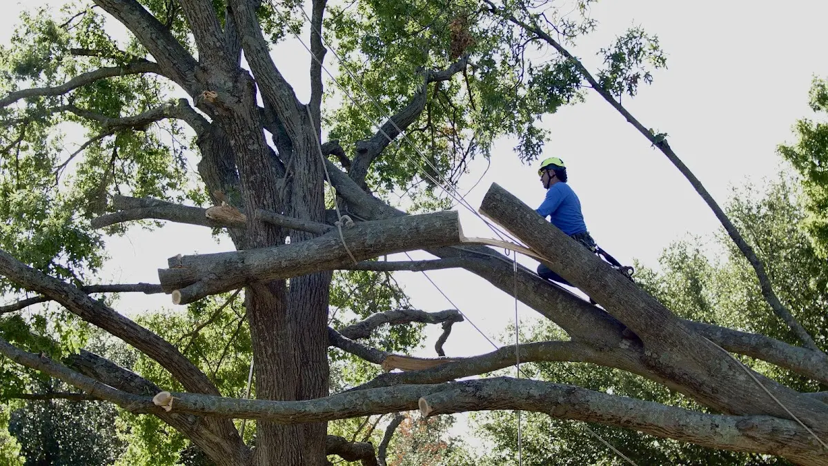 Professional Crown Thinning performed by certified arborists in Briggsville