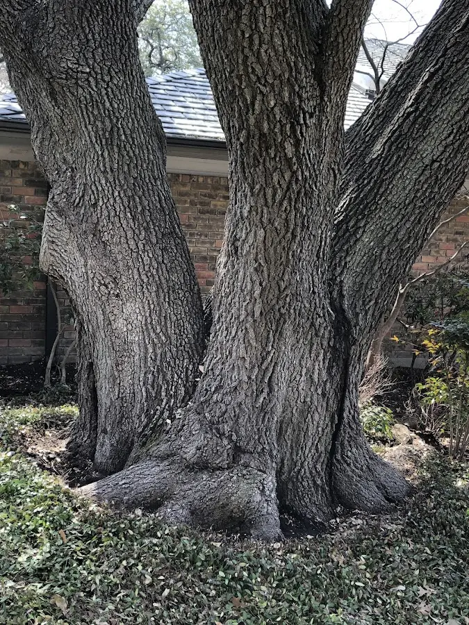 Mature heritage tree close to a Briggsville property cared for by certified arborists